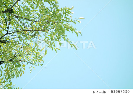 空 木々 花 空 木々 花 63667530