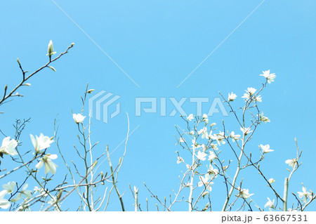 空 木々 花 63667531