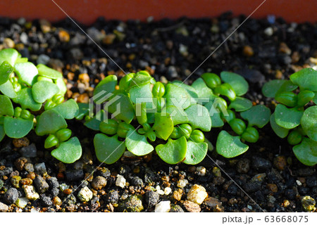 たくさん発芽した　バジルの芽　 63668075