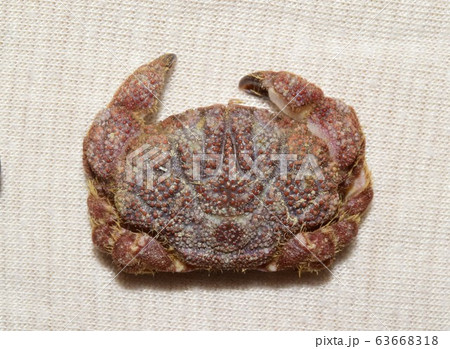 ケブカアワツブガニ 標本 ケブカアワツブガニ 標本 63668318