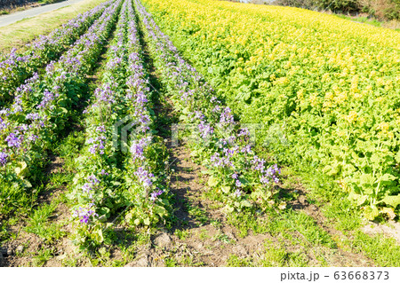 淡路島・花さじきに咲く菜の花 淡路島・花さじきに咲く菜の花 63668373