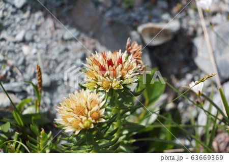 Flowers of the Altai Mountains. Rhodiola algida Flowers of the Altai Mountains. Rhodiola algida 63669369