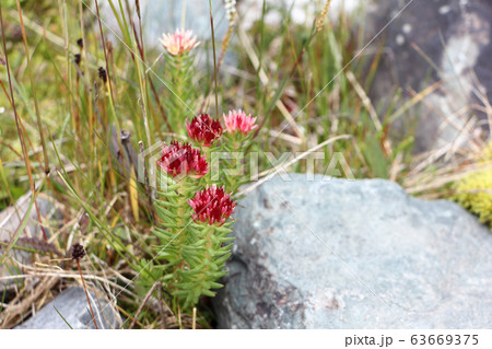 Flowers of the Altai Mountains. Rhodiola algida Flowers of the Altai Mountains. Rhodiola algida 63669375