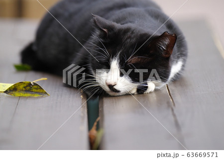 ベンチで眠る猫 63669571