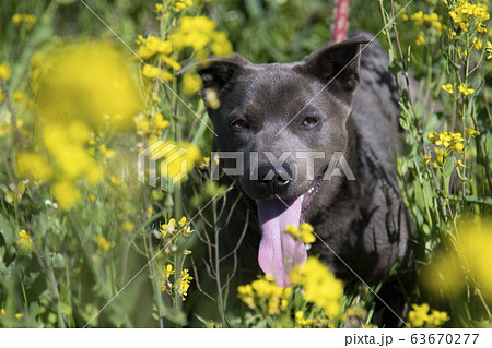 子犬 仔犬 小犬 こいぬ puppy 犬 戌 戌年 干支 十二支 レトリバー ラブラドール 子犬 仔犬 小犬 こいぬ puppy 犬 戌 戌年 干支 十二支 レトリバー ラブラドール 63670277