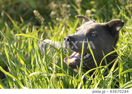 草を食べる犬 イヌ 犬 ピットブル レトリバー ミックス 子犬 屋外 草原 自然 動物の写真素材