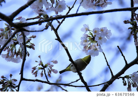 荒尾市 四ツ山神社 メジロ、 荒尾市 四ツ山神社 メジロ、 63670566