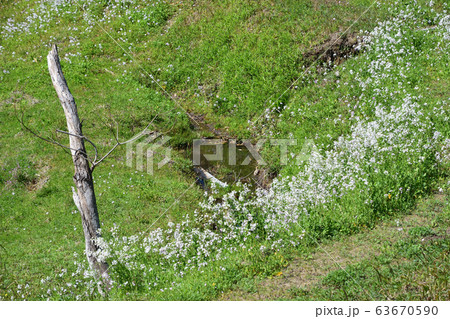生目古墳群史跡公園・タイコンハナ 63670590