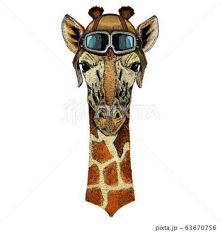 Giraffe head. Portrait of wild animal. Vintage aviator helmet with googles. Giraffe head. Portrait of wild animal. Vintage aviator helmet with googles. 63670756