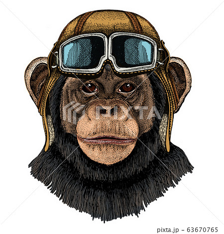 Chimpanzee Chimp Portrait Monkey Face Ape Stock Illustration