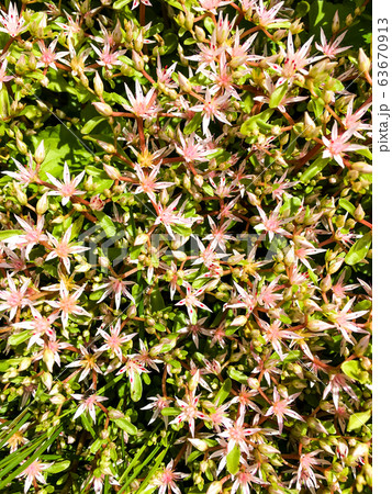 Fresh Edelweiss Flowers 63670913