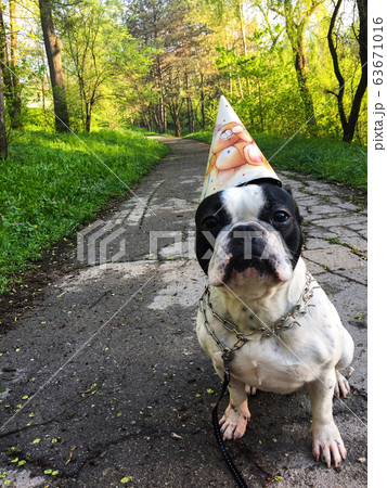 dog on a road dog on a road 63671016