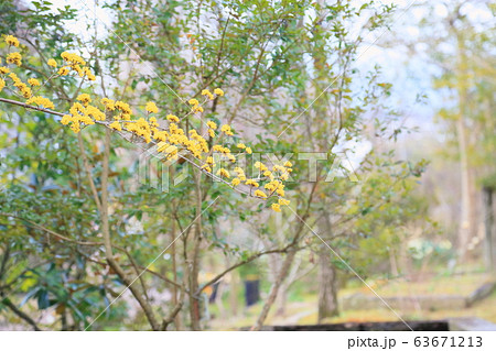 サンシュユの花 サンシュユの花 63671213