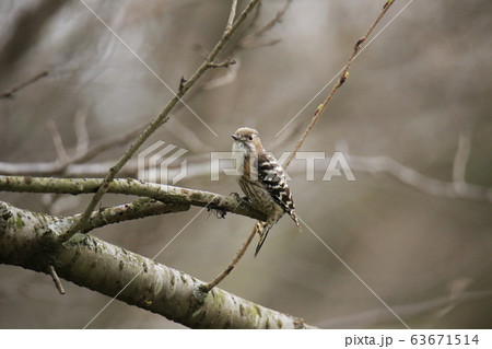 荒尾市　四ツ山神社　コゲラ、 63671514