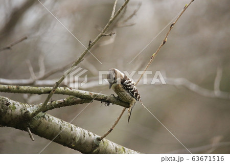 荒尾市　四ツ山神社　コゲラ、 63671516