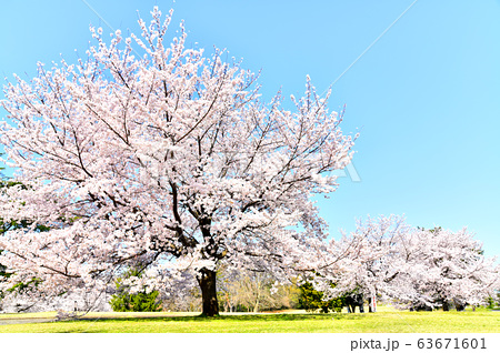 狭山稲荷山公園 埼玉県狭山市 3 の写真素材