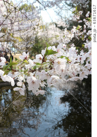朝日山森林公園の満開の桜 63671617