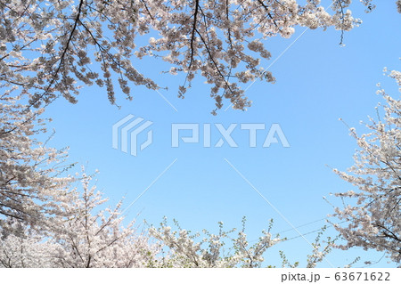朝日山森林公園の満開の桜 63671622
