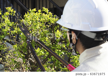 植栽の剪定作業をする作業員の写真素材