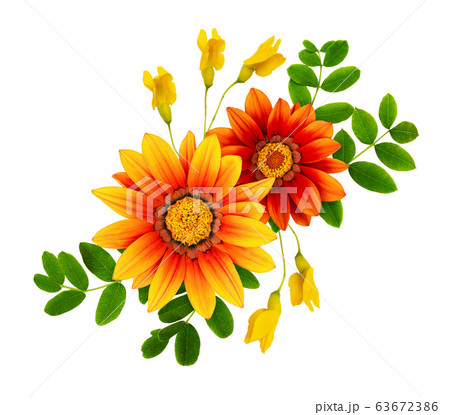 Gazania and acacia flowers and leaves in a floral 63672386
