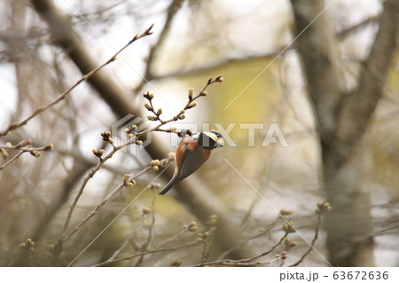 荒尾市　四ツ山神社　ヤマガラ、 63672636
