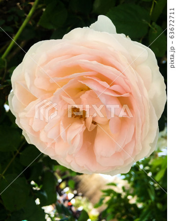 pink rose pink rose 63672711