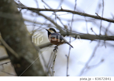荒尾市　四ツ山神社　ヤマガラ、 63672841