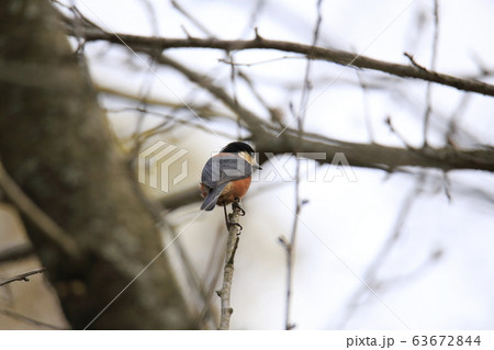 荒尾市　四ツ山神社　ヤマガラ、 63672844