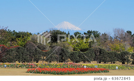 チューリップ畑と富士の風景　静岡県吉田公園 63672845