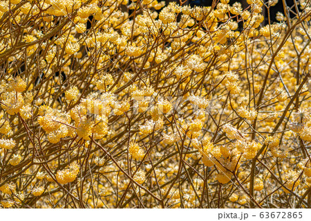 満開のミツマタの花 【愛知県】 満開のミツマタの花 【愛知県】 63672865