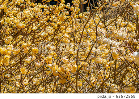 満開のミツマタの花 【愛知県】 満開のミツマタの花 【愛知県】 63672869