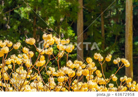 満開のミツマタの花 【愛知県】 満開のミツマタの花 【愛知県】 63672958