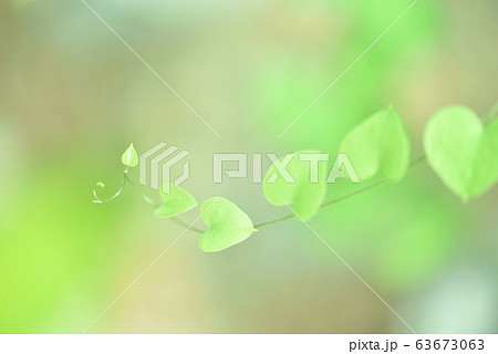 亀甲竜　ツルカメソウ　葉 63673063