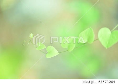 亀甲竜　ツルカメソウ　葉 63673064