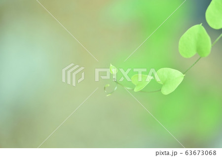 亀甲竜 ツルカメソウ 葉 亀甲竜 ツルカメソウ 葉 63673068