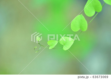 亀甲竜　ツルカメソウ　葉 63673069