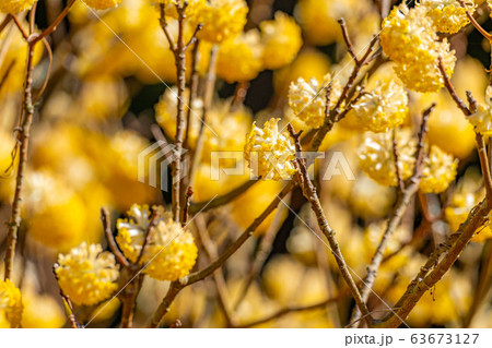 満開のミツマタの花 【愛知県】 満開のミツマタの花 【愛知県】 63673127