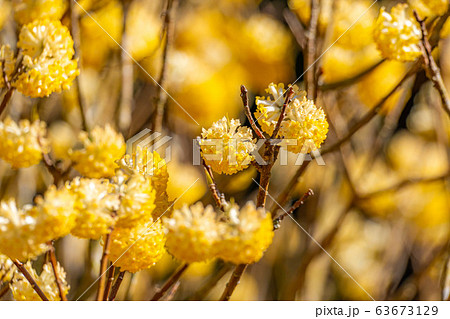 満開のミツマタの花 【愛知県】 満開のミツマタの花 【愛知県】 63673129