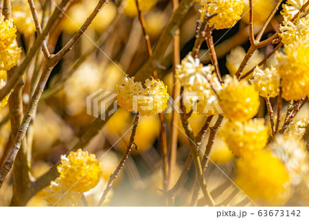 満開のミツマタの花　【愛知県】 63673142