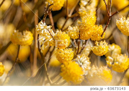 満開のミツマタの花　【愛知県】 63673143