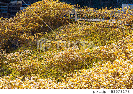 満開のミツマタの花　【愛知県】 63673178