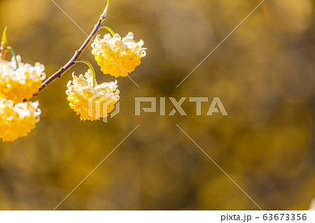 満開のミツマタの花　【愛知県】 63673356