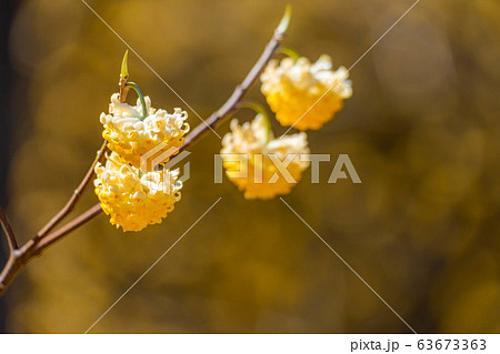 満開のミツマタの花 【愛知県】 満開のミツマタの花 【愛知県】 63673363