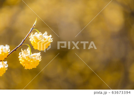 満開のミツマタの花 【愛知県】 満開のミツマタの花 【愛知県】 63673394