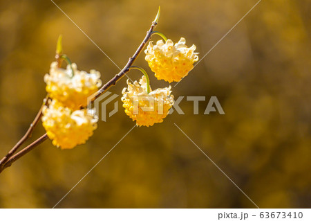 満開のミツマタの花 【愛知県】 満開のミツマタの花 【愛知県】 63673410