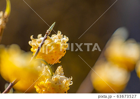 満開のミツマタの花　【愛知県】 63673527