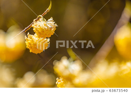 満開のミツマタの花　【愛知県】 63673540