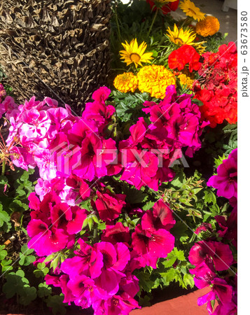 purple flower background purple flower background 63673580
