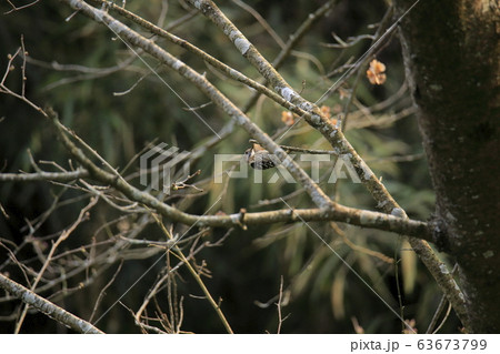 荒尾市　四ツ山神社　コゲラ、 63673799