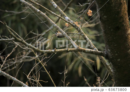 荒尾市　四ツ山神社　コゲラ、 63673800